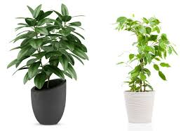 planten kopen online