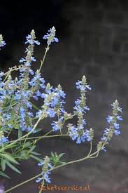 blauwe bloemen vaste plant