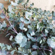 eucalyptus plant buiten