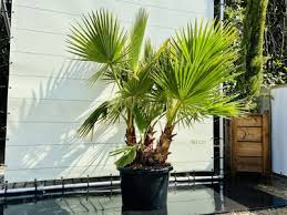 palm plant buiten