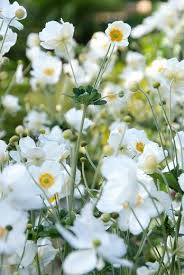 plant witte bloem