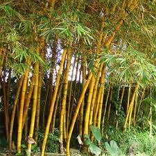 bamboe plant buiten