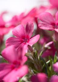 plant roze bloem