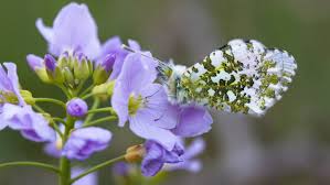 planten voor bijen en vlinders
