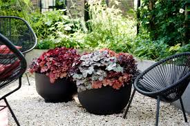 tuinplanten in pot