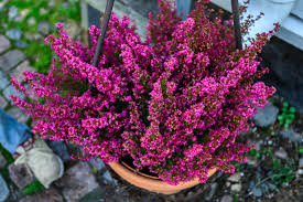 winterharde planten balkon