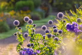 makkelijke tuinplanten