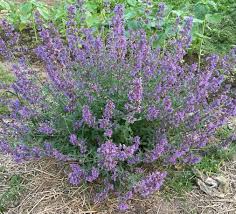 paarse border planten