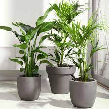 planten bestellen online