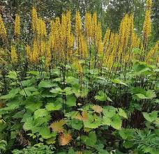 tuinplanten schaduw