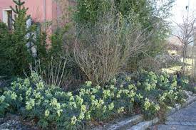 vaste planten schaduw droge grond