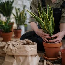 kamerplanten aanbieding