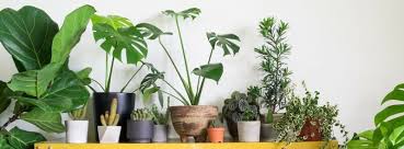 plantjes online bestellen