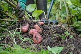 aardappelen planten