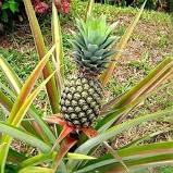 ananas plant