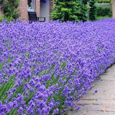 lavendel plant