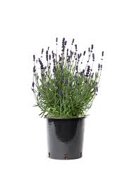 lavendel planten