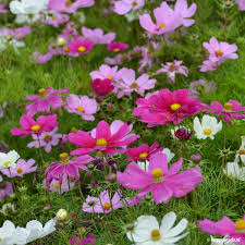 cosmea plant