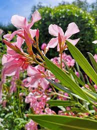 giftige planten