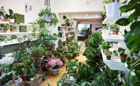 planten winkel