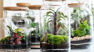 terrarium planten