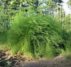 asperge plant