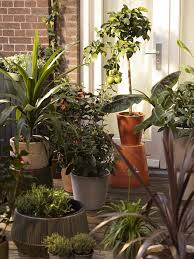 balkon planten