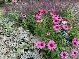 border planten