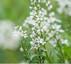 plant met witte bloem