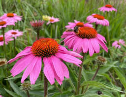 vaste planten volle zon winterhard