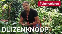 duizendknoop plant