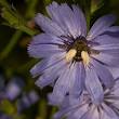 geneeskrachtige planten