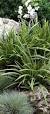 gras plant
