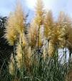 gras planten