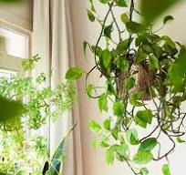 hangende planten