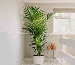 pelckmans planten