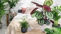 plant slaapkamer