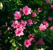 bloeiende planten