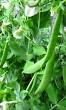 erwten planten