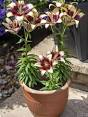 lelies planten