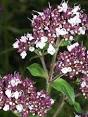 marjolein plant
