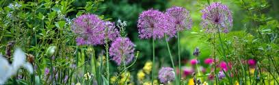 planten schaduw