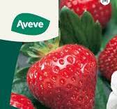 aardbeien planten kopen aveve