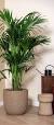 grote plant binnen