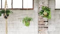 hang plant