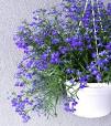 hangplanten voor buiten
