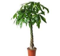 kamerplanten ikea