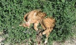 kattenkruid planten