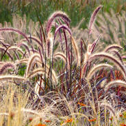 lampenpoetsersgras planten
