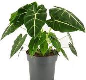 olifantenoren plant